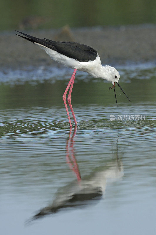 黑翼高跷(Himantopus Himantopus)